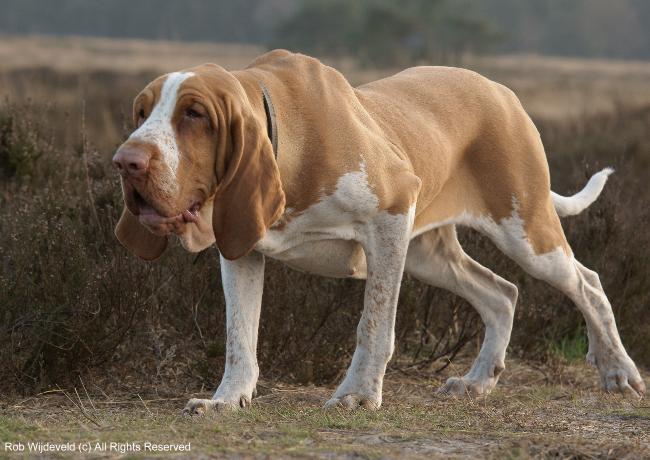 is the bracco italiano rare