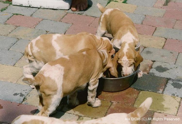 Op 30 april 1999 beviel onze Bice di Cascina Croce van vier oranje 